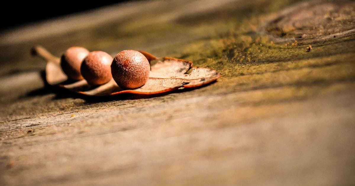 Melodifestivalen 2026: Deltävling 3, odds & analys