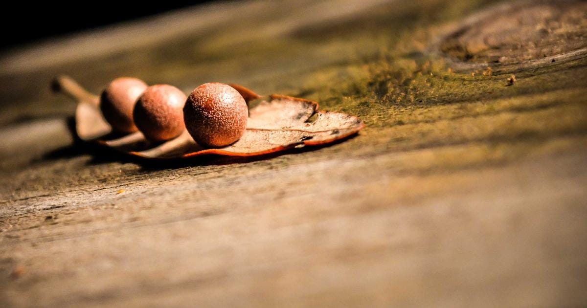 Champions League-finalen 2026: Vägen till München